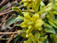 Puccinia monoica