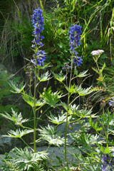 Delphinium dubium