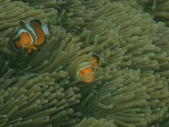 Amphiprion ocellaris