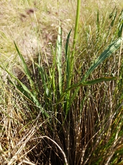 Microseris lanceolata