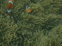 Amphiprion ocellaris