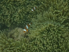 Amphiprion ocellaris