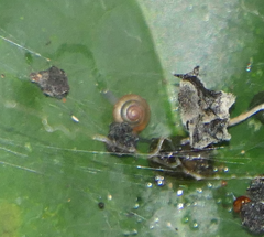 Coneuplecta calculosa