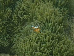 Amphiprion ocellaris