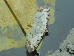 Pycnarmon