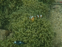 Amphiprion ocellaris