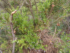 Billardiera heterophylla