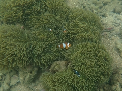 Amphiprion ocellaris