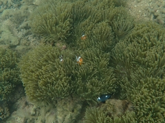 Amphiprion ocellaris