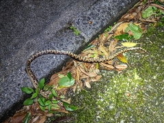 Lycodon semicarinatus