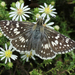 Common Checkered-Skipper - Photo (c) Kerry Givens, some rights reserved (CC BY-NC), uploaded by Kerry Givens