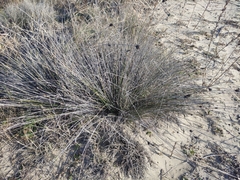 Schoenus nigricans