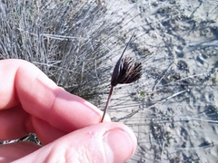 Schoenus nigricans