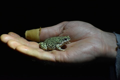 Anaxyrus debilis