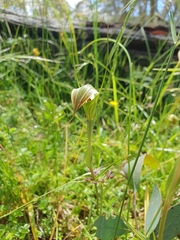 Pterostylis decurva