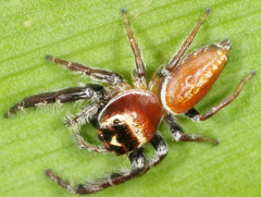 Opisthoncus nigrofemoratus