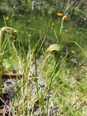 Pterostylis decurva