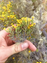 Helichrysum parvifolium