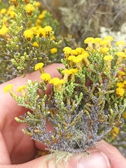 Helichrysum parvifolium