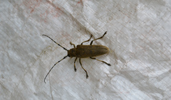 Saperda carcharias