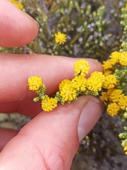 Helichrysum parvifolium