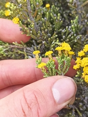Helichrysum parvifolium