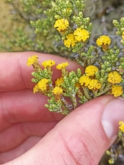 Helichrysum parvifolium