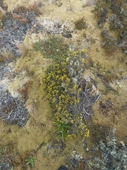 Helichrysum parvifolium