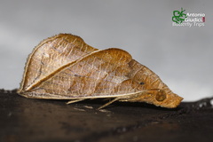 Calyptra orthograpta