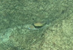 Rhinecanthus rectangulus