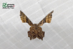 Monobolodes pernigrata