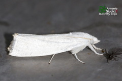 Eschata