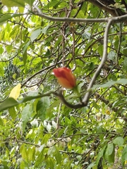 Leuenbergeria bleo