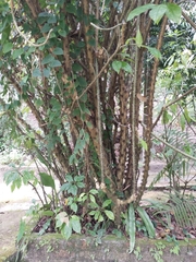 Leuenbergeria bleo