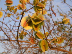 Combretum mossambicense