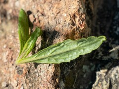 Diplacus clevelandii