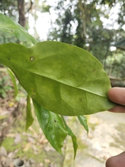 Leuenbergeria bleo