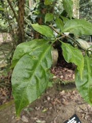 Leuenbergeria bleo