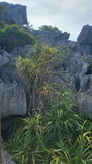 Pandanus amaryllifolius