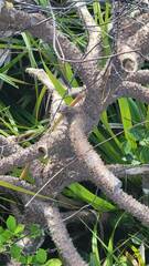 Pandanus amaryllifolius