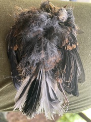 Rhipidura fuliginosa