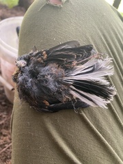 Rhipidura fuliginosa