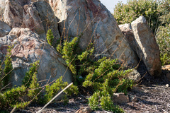 Diplacus clevelandii