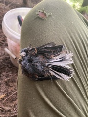 Rhipidura fuliginosa