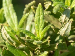 Diplacus clevelandii