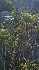 Pandanus amaryllifolius