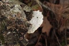 Amaropostia stiptica
