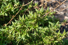 Diplacus clevelandii