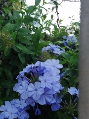 Hydrangea macrophylla