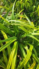 Pandanus amaryllifolius